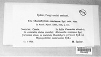Chaetothyrium concinnum image